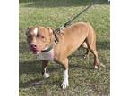 Adopt Duke a Brown/Chocolate Mixed Breed (Large) / Mixed dog in Daytona Beach