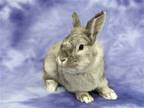 Adopt Grisham a Chinchilla Lionhead / Mixed (medium coat) rabbit in Antioch