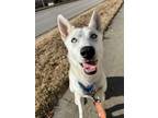 Adopt Solstice a Husky / Mixed dog in Lansing, KS (40115074)