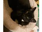Adopt Charlie a Black (Mostly) Domestic Shorthair (short coat) cat in