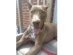 Adopt Cocoa a Brown/Chocolate Labrador Retriever / Mixed dog in Toronto