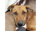 Adopt Howie a Tan/Yellow/Fawn Black Mouth Cur / Mixed dog in Brunswick