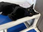 Adopt Hamlet a All Black Domestic Shorthair / Domestic Shorthair / Mixed cat in