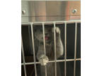 Adopt 54939547 a Gray or Blue Domestic Mediumhair / Domestic Shorthair / Mixed