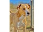 Adopt Biscuit a Tan/Yellow/Fawn Mixed Breed (Small) / Mixed Breed (Medium) /