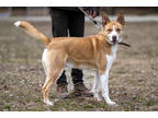 Adopt Sheriff a Red/Golden/Orange/Chestnut Akita / Mixed dog in Terre Haute