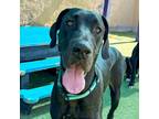 Adopt Bonnie a Black Great Dane / Mixed dog in Vail, AZ (40087592)