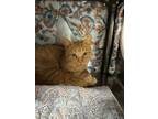 Adopt Bobo a Orange or Red Domestic Shorthair / Domestic Shorthair / Mixed cat