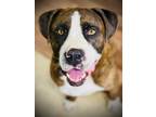 Adopt Jona a Brindle - with White Pit Bull Terrier / Boxer / Mixed dog in
