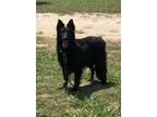 Adopt Rex a Black German Shepherd Dog / Mixed dog in Weatherford, TX (39714650)