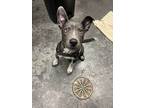 Adopt Reign a Gray/Blue/Silver/Salt & Pepper Terrier (Unknown Type