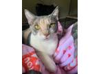 Adopt Cinnamon a Calico or Dilute Calico Calico (short coat) cat in Mobile