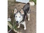 Adopt Balto a Black - with White Husky / Mixed dog in Indianapolis