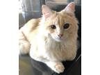 Adopt Ginger a Tan or Fawn Tabby Domestic Mediumhair (medium coat) cat in El