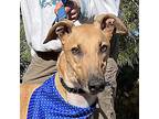 Adopt Duffy a Red/Golden/Orange/Chestnut Greyhound / Mixed dog in El Cajon
