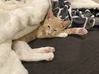 Adopt Ponyo a Orange or Red Domestic Shorthair / Mixed (short coat) cat in
