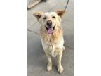 Adopt Hamilton 2 a Great Pyrenees / Cattle Dog / Mixed dog in Fort Lupton
