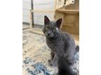 Adopt Boba a Gray or Blue (Mostly) American Shorthair cat in North Ogden