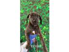 Adopt Eyeore a Brindle Plott Hound / Mixed dog in East Haddam, CT (40148191)