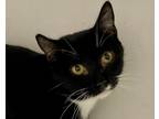 Adopt Selena a Domestic Shorthair / Mixed (short coat) cat in Pittsfield