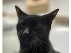 Adopt Crissie a Domestic Shorthair / Mixed (short coat) cat in Pittsfield