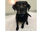 Adopt Scout a Black Labrador Retriever / Mixed dog in Costa Mesa, CA (40146453)