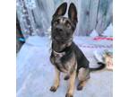 Adopt Sterling a Black - with Gray or Silver German Shepherd Dog / Belgian