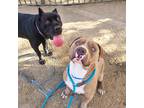 Adopt Diamond a Black Cane Corso / Mixed dog in Costa Mesa, CA (40146444)