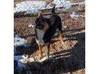 Adopt Rupe di Ripalta a Shepherd (Unknown Type) / Cattle Dog / Mixed dog in Fort