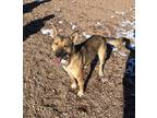 Adopt Dolina polazzia a Shepherd (Unknown Type) / Cattle Dog / Mixed dog in Fort