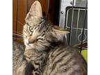Adopt Averill a Domestic Shorthair / Mixed cat in Rocky Mount, VA (39092384)