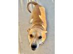 Adopt Chato a Tan/Yellow/Fawn Pit Bull Terrier / Bullmastiff / Mixed dog in Lake