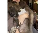 Adopt Harry a Gray/Silver/Salt & Pepper - with White Pit Bull Terrier / Mixed