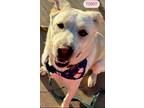 Adopt Tony a White - with Tan, Yellow or Fawn Jindo / Mixed dog in Lake Hughes