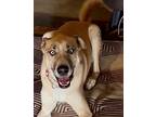 Adopt Kevyn a Tan/Yellow/Fawn - with White Carolina Dog / Mixed dog in Lake