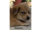 Adopt Kendrick a Red/Golden/Orange/Chestnut - with White German Shepherd Dog /
