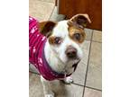 Adopt Sushi (PA) a White - with Red, Golden, Orange or Chestnut Jack Russell