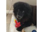 Adopt Kristoff (TX) a Black - with Brown, Red, Golden, Orange or Chestnut Chow