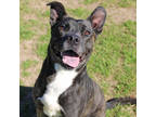 Adopt Tyr (Maine) a Black American Pit Bull Terrier / Mixed Breed (Medium) /