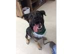 Adopt Viggie a Brindle German Shepherd Dog / Labrador Retriever / Mixed dog in