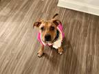Adopt Feta - IN FOSTER a Brown/Chocolate Mixed Breed (Medium) / Mixed Breed