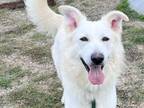 Adopt Tango a White Mixed Breed (Large) / Mixed dog in Georgetown, TX (39234527)