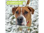 Adopt Phineas a Brown/Chocolate Boxer / Mixed Breed (Medium) / Mixed (short
