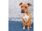 Adopt Carlos a Brown/Chocolate - with White Pit Bull Terrier / Mixed dog in