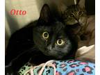 Adopt Otto a Black (Mostly) Domestic Shorthair (short coat) cat in Colfax