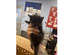Adopt Jaqualinne-ADOPTED a All Black Domestic Shorthair / Mixed Breed (Medium) /