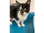 Adopt Oreo flurry a White Domestic Shorthair / Domestic Shorthair / Mixed cat in