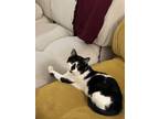 Adopt Timmy a Black & White or Tuxedo American Shorthair (short coat) cat in