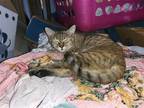 Adopt Joy a Domestic Mediumhair / Mixed cat in Panama City, FL (39767906)