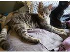 Adopt Current a Gray, Blue or Silver Tabby Domestic Mediumhair / Mixed cat in